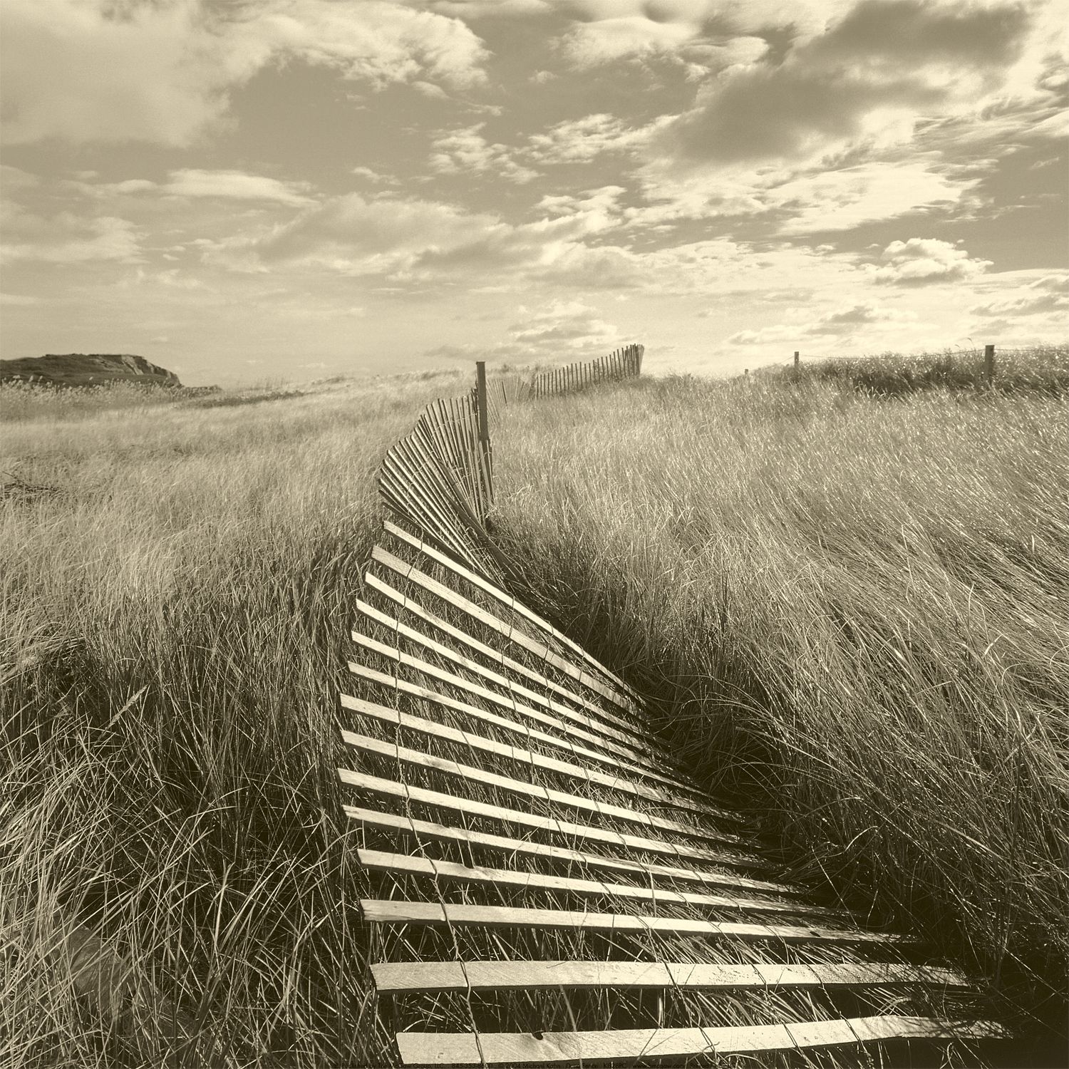 Dune Fence Canvas 60 x 60cm