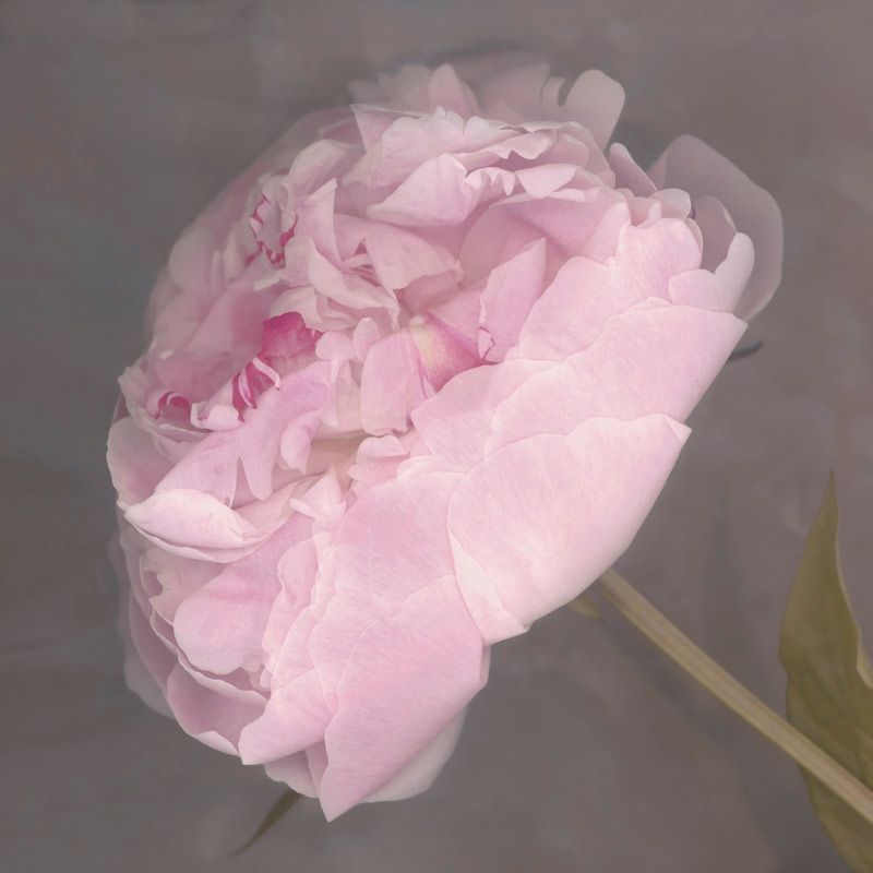 Click here for more information and to purchase - Fleur Canvas, 90 x 90cm