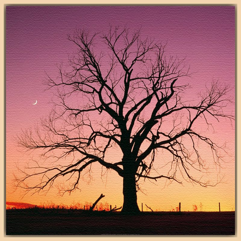 Arboreal Afterglow Light Canvas Rim 90 x 90cm