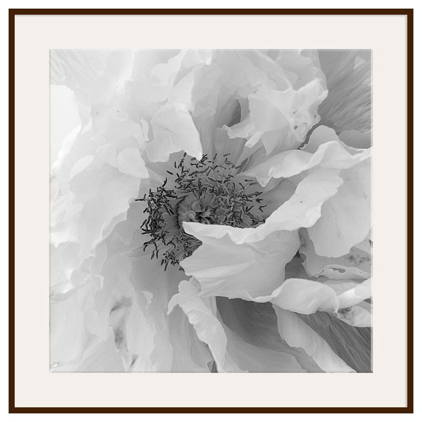 Vintage Poppy, Dark Frame, 110 x 110cm at John Lewis