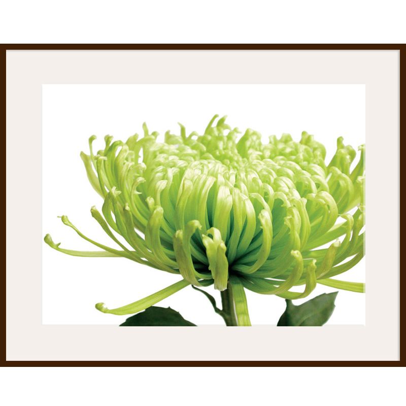 Green Chrysanthemum, Dark Frame, 82 x 110cm at John Lewis