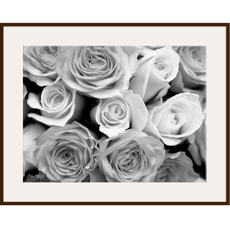 Black And White Roses, Dark Frame, 82 x 110cm at John Lewis
