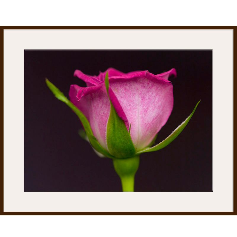 Pink Rose, Dark Frame, 82 x 110cm at John Lewis