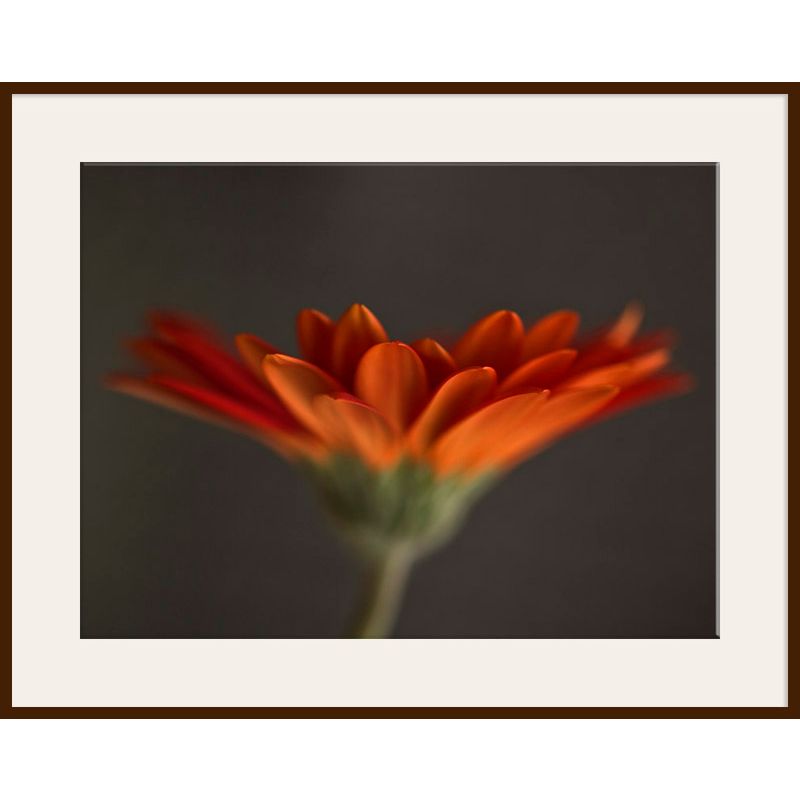 Red Gerbera, Dark Frame, 82 x 110cm at John Lewis