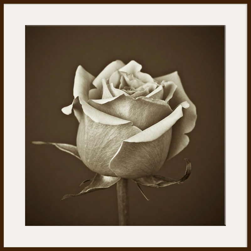 Rose On Chocolate, Dark Frame, 110 x 110cm at John Lewis