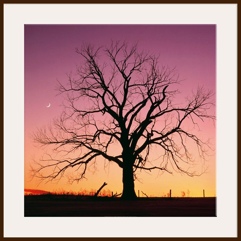 Arboreal Afterglow, Dark Frame, 110 x 110cm at John Lewis