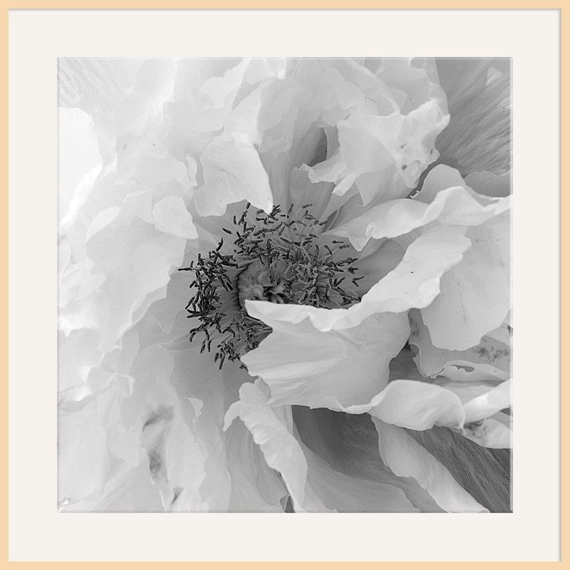 Vintage Poppy, Light Frame, 110 x 110cm at John Lewis