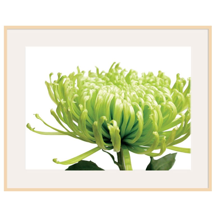 Green Chrysanthemum, Light Frame, 82 x 110cm at John Lewis