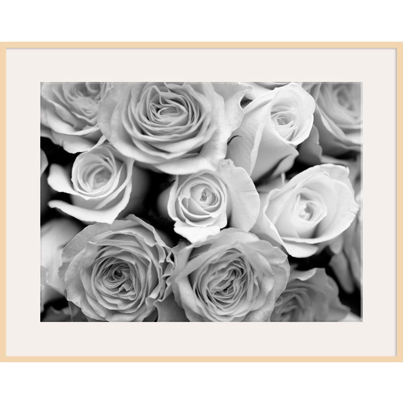 Black And White Roses, Light Frame, 82 x 110cm at John Lewis