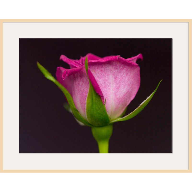 Pink Rose, Light Frame, 82 x 110cm at John Lewis
