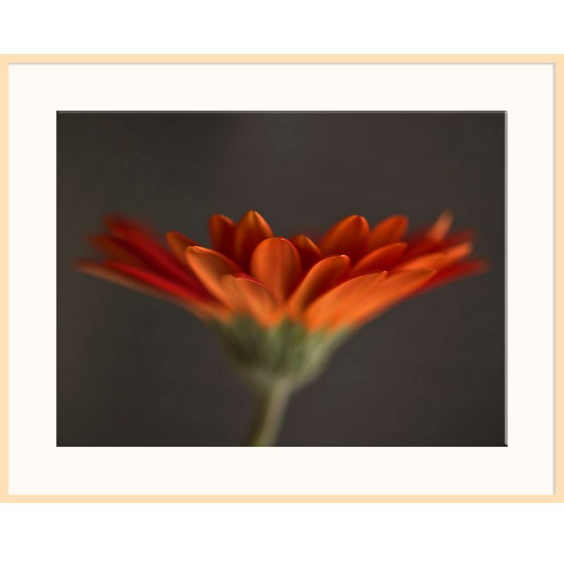 Red Gerbera, Light Frame, 82 x 110cm at John Lewis
