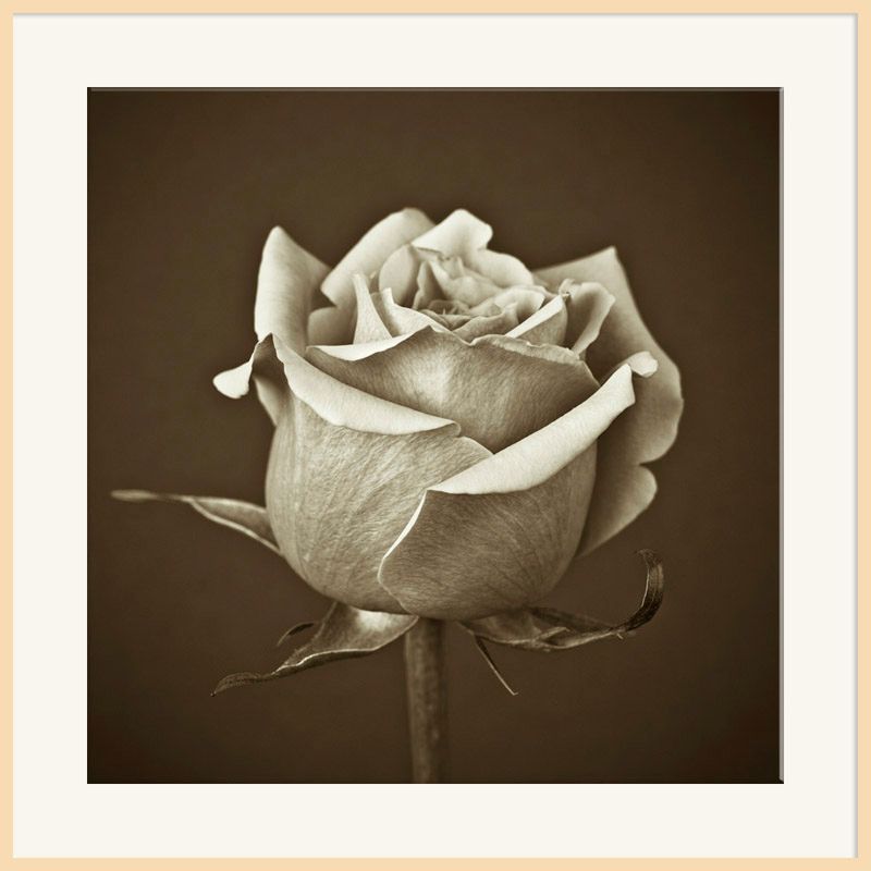 Rose On Chocolate, Light Frame, 110 x 110cm at John Lewis
