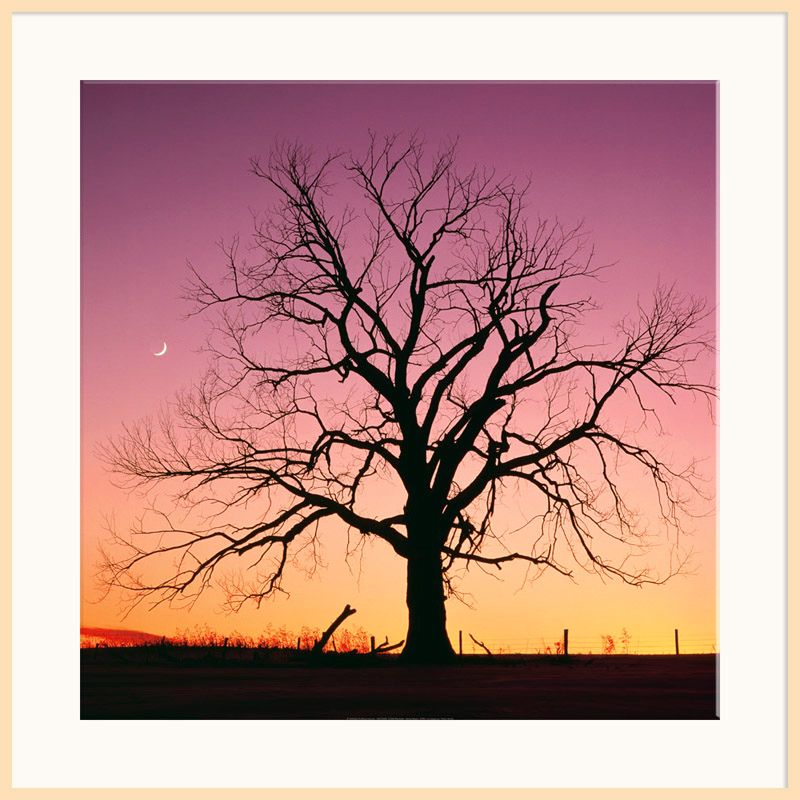 Arboreal Afterglow Light Frame 110 x 110cm