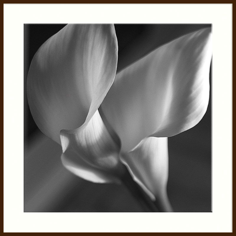 Lilies, Dark Frame, 110 x 110cm at John Lewis