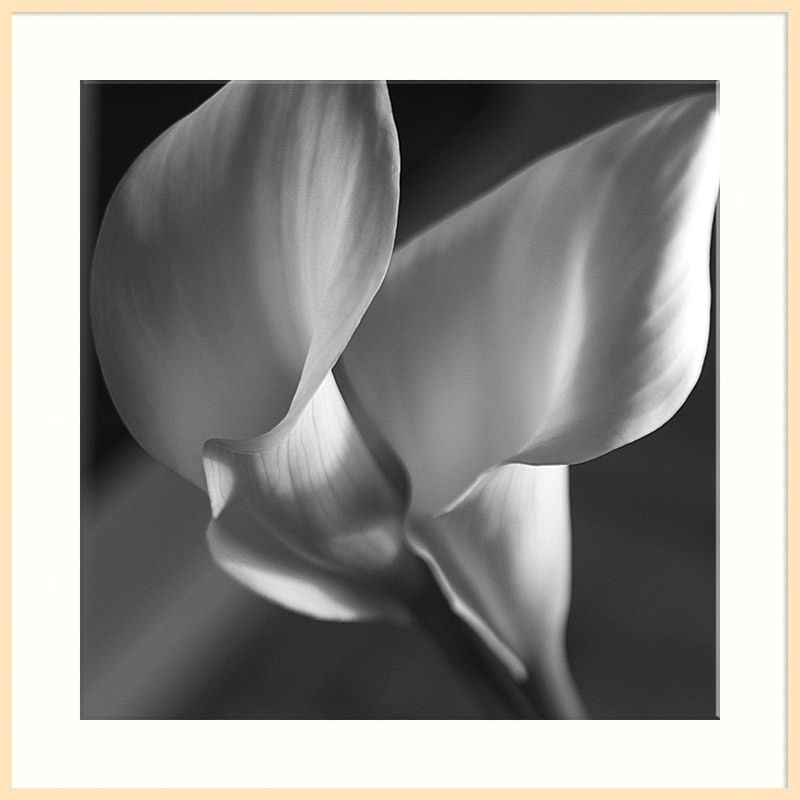 Lilies, Light Frame, 110 x 110cm at John Lewis