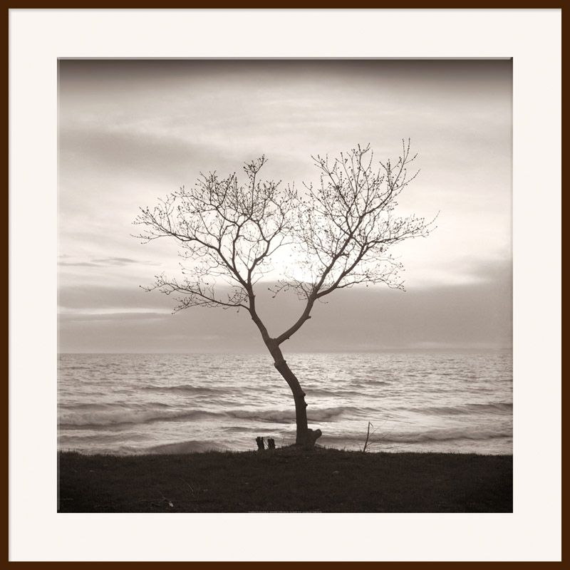 Tree Study 5, Dark Frame, 90 x 90cm at JohnLewis