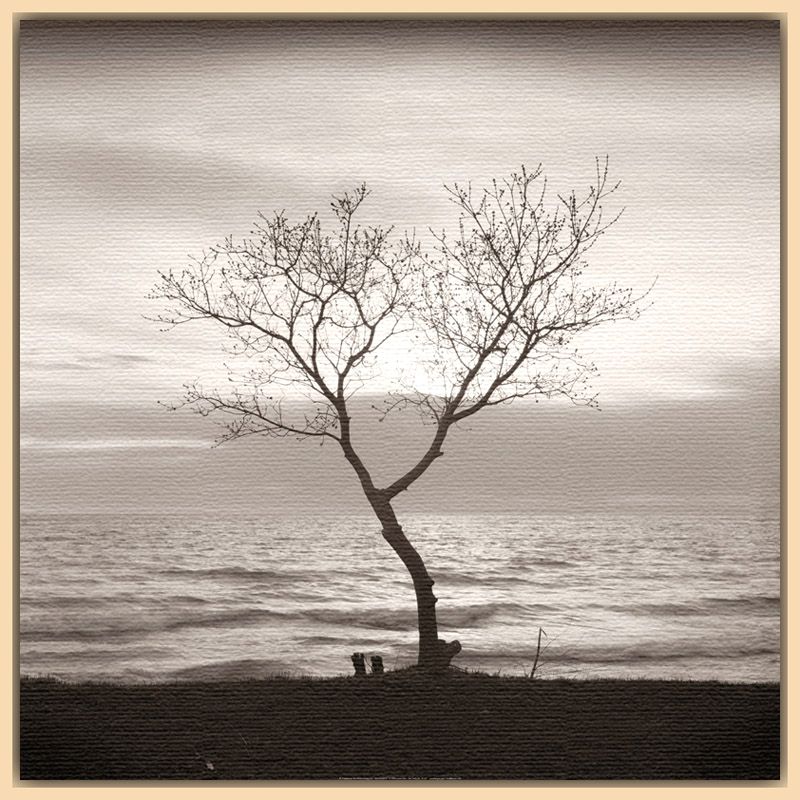 Tree Study 5 Light Canvas Rim 90 x 90cm