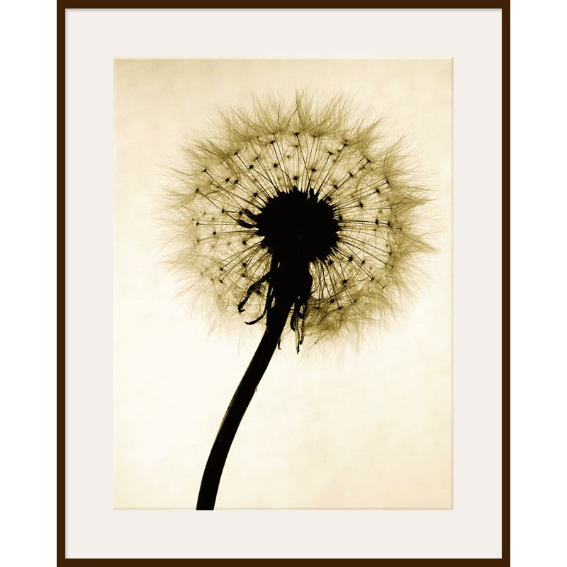 Backlit Dandelion, Dark Frame, 82 x 110cm at John Lewis