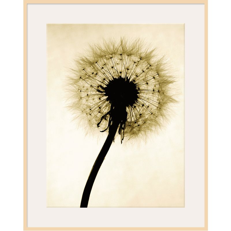 Backlit Dandelion, Light Frame, 82 x 110cm at John Lewis