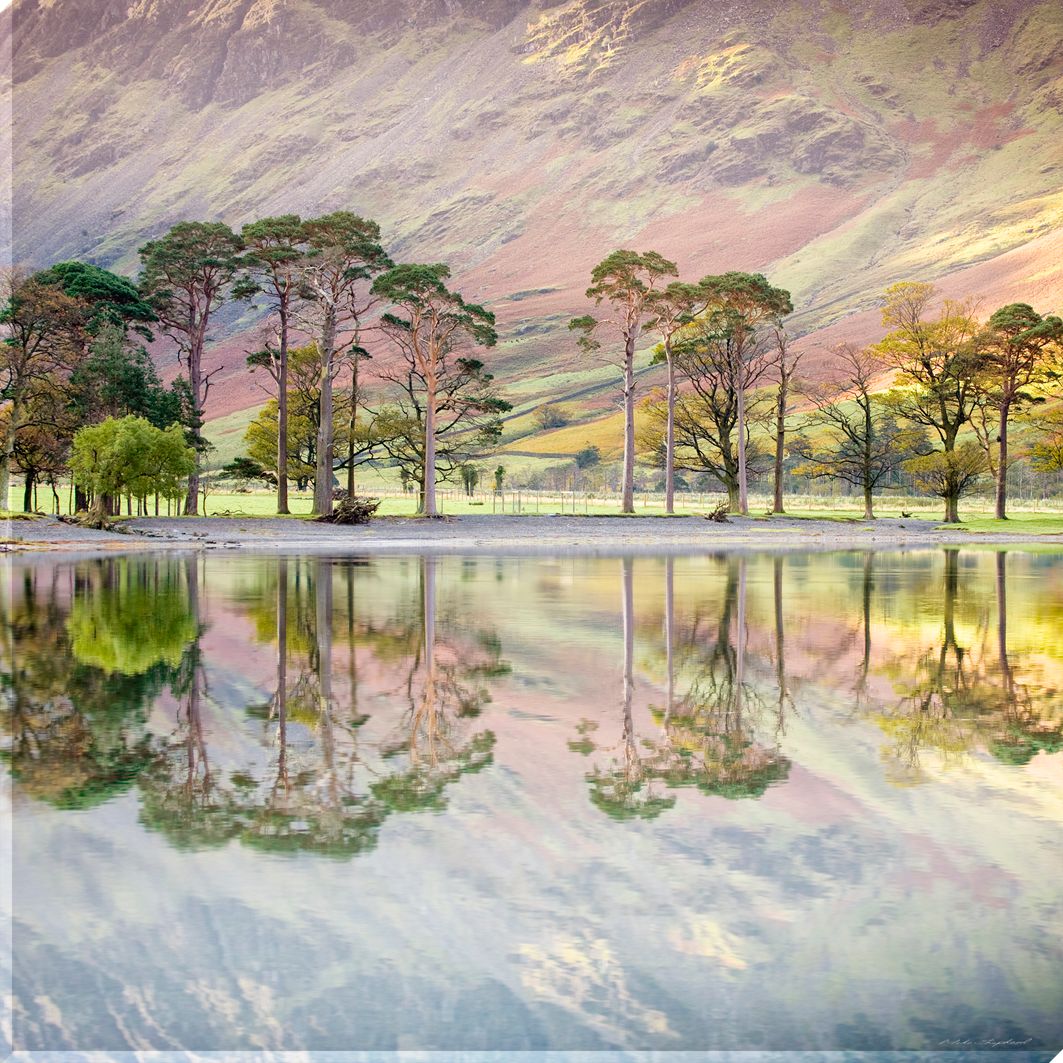 Buttermere Pines Print, 70 x 70cm at John Lewis