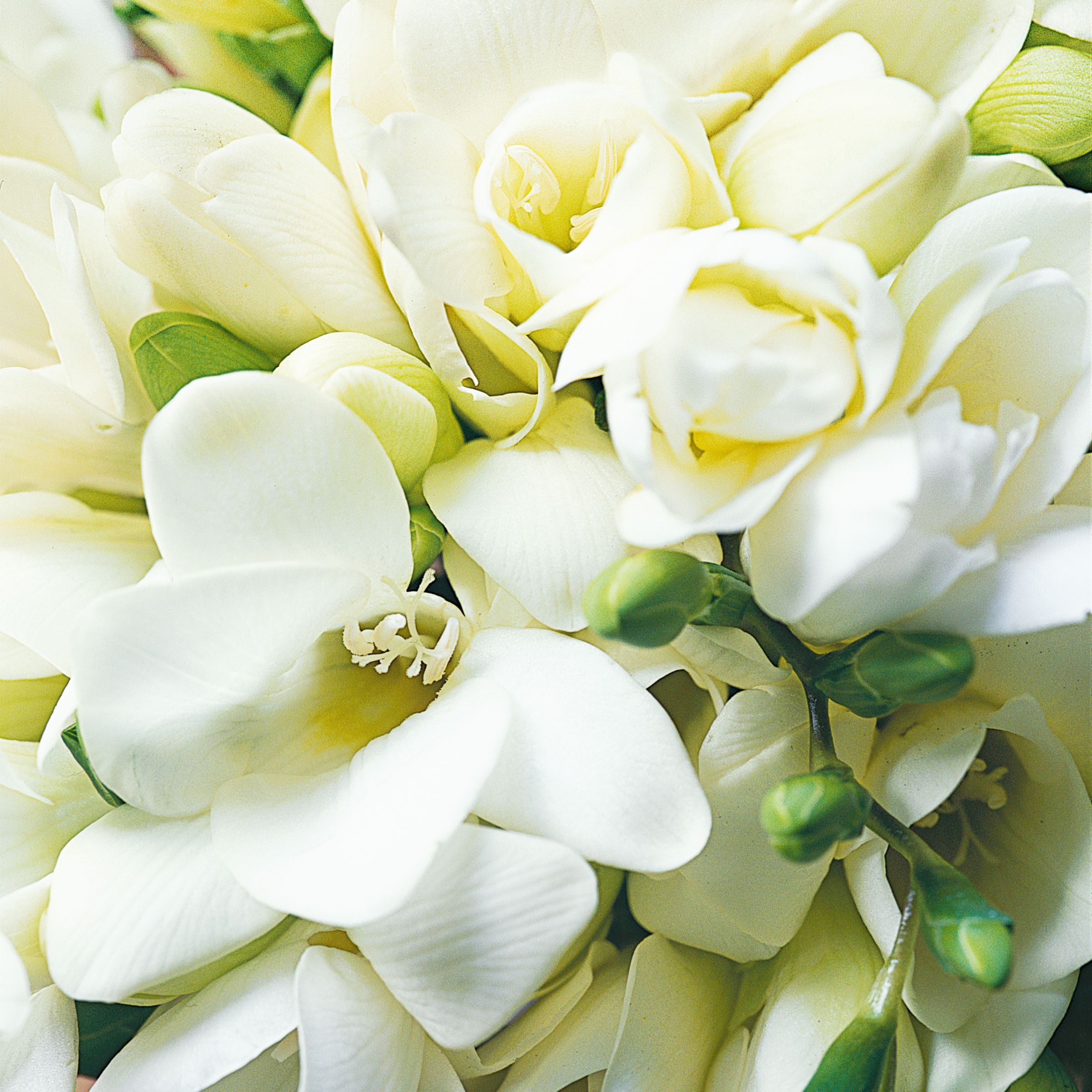 John Lewis Flowers - 36 White Freesias by Post