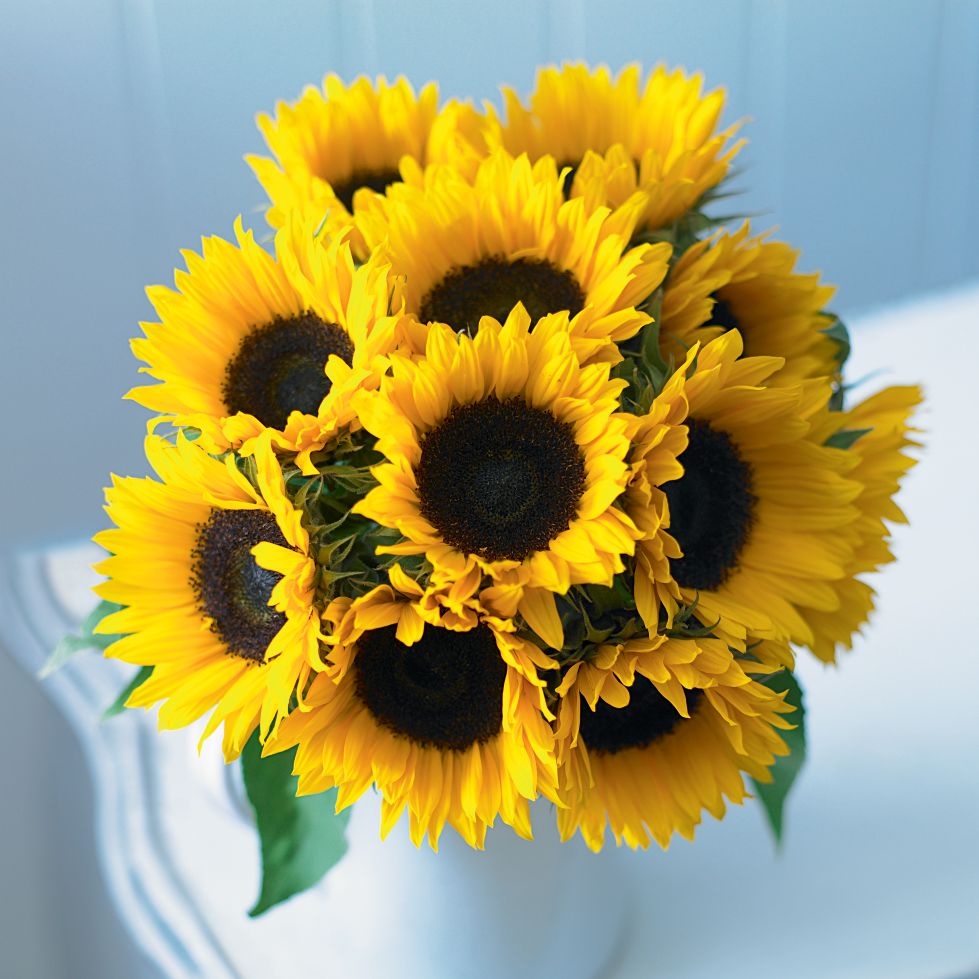 Sunflowers by post