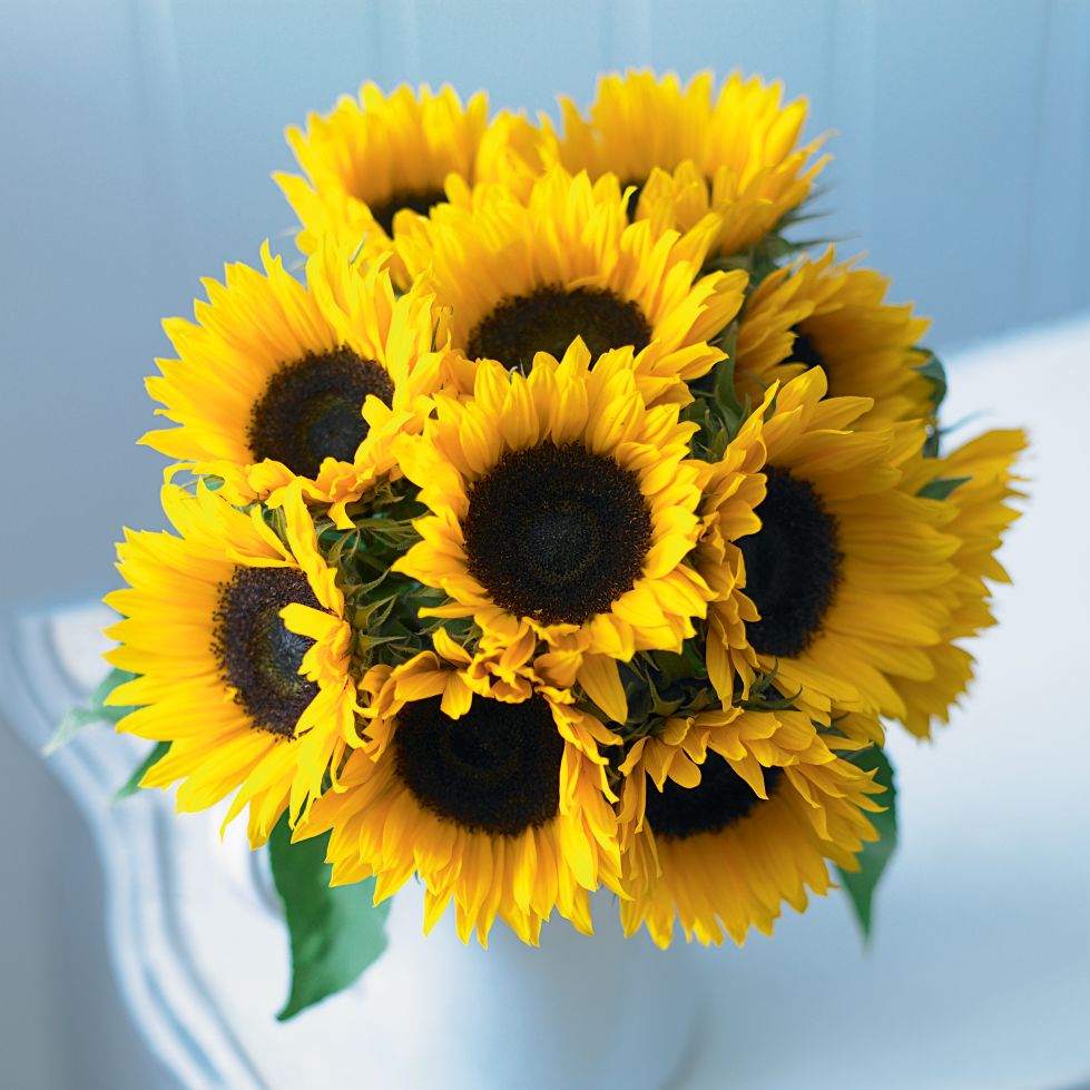 Fairtrade Sunflowers by Post