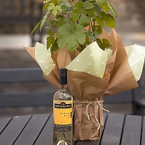 John Lewis Plants - Vine and Wine Gift (White)