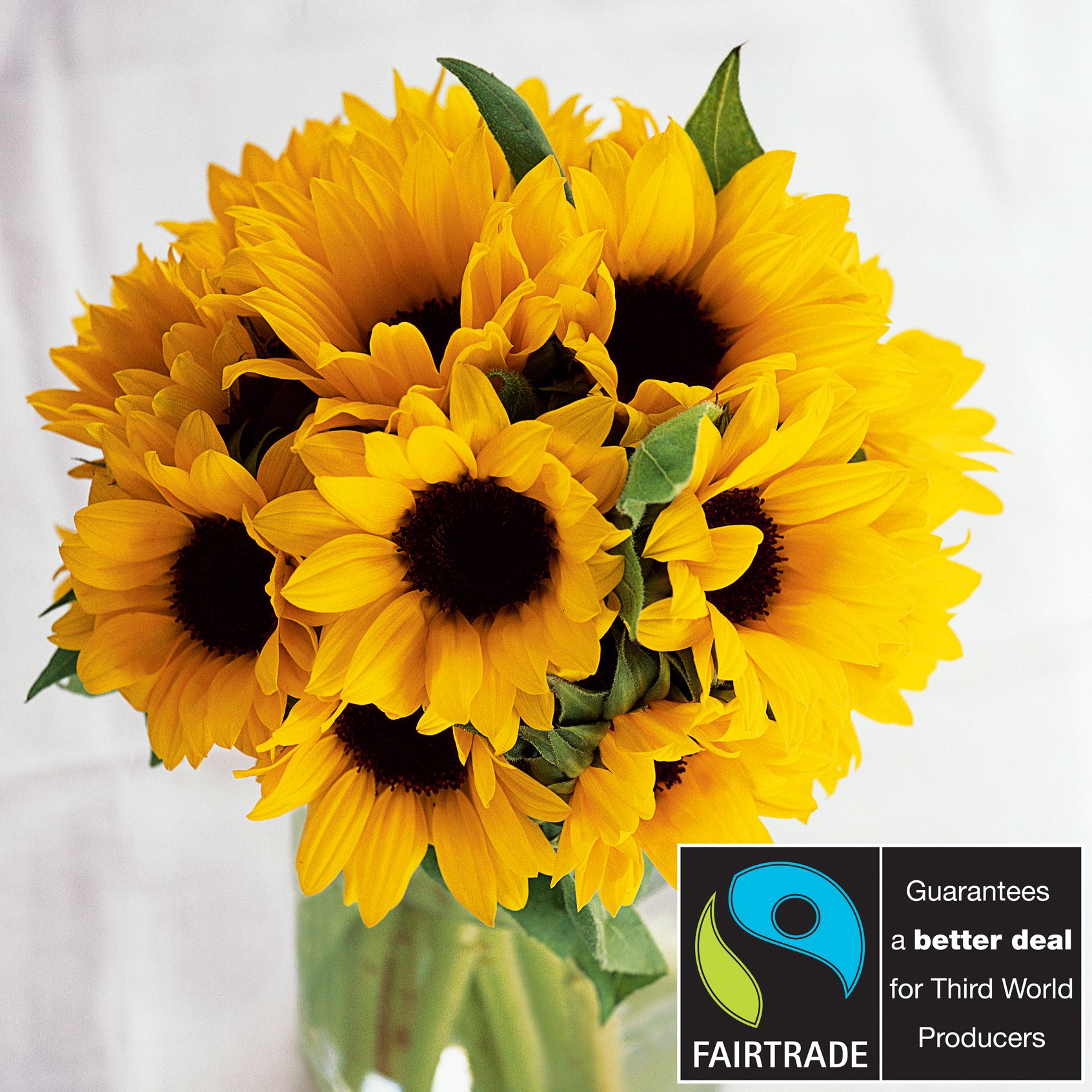 John Lewis Flowers - 20 Fairtrade Sunflowers by Post