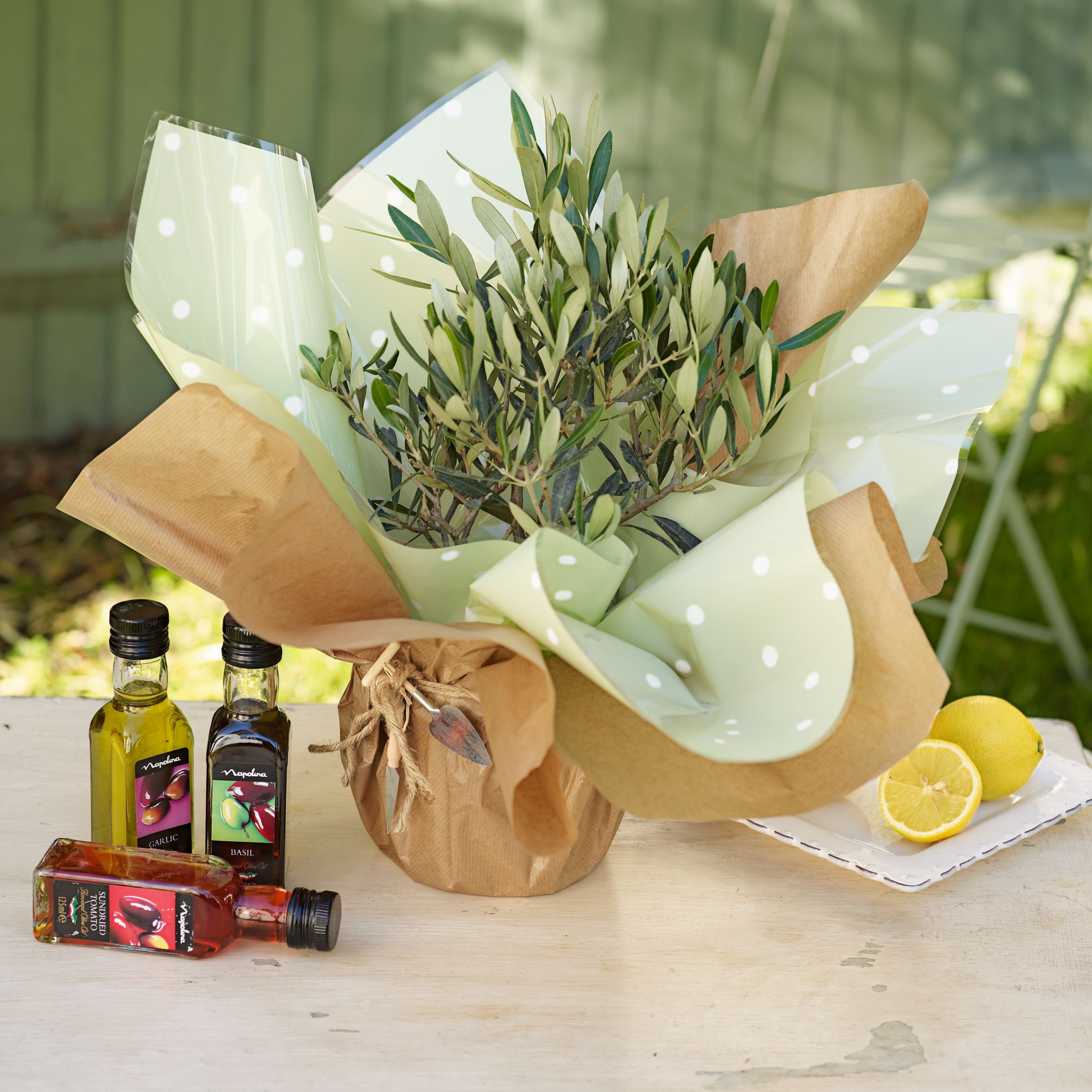 John Lewis Plants - Olive Plant with Oils