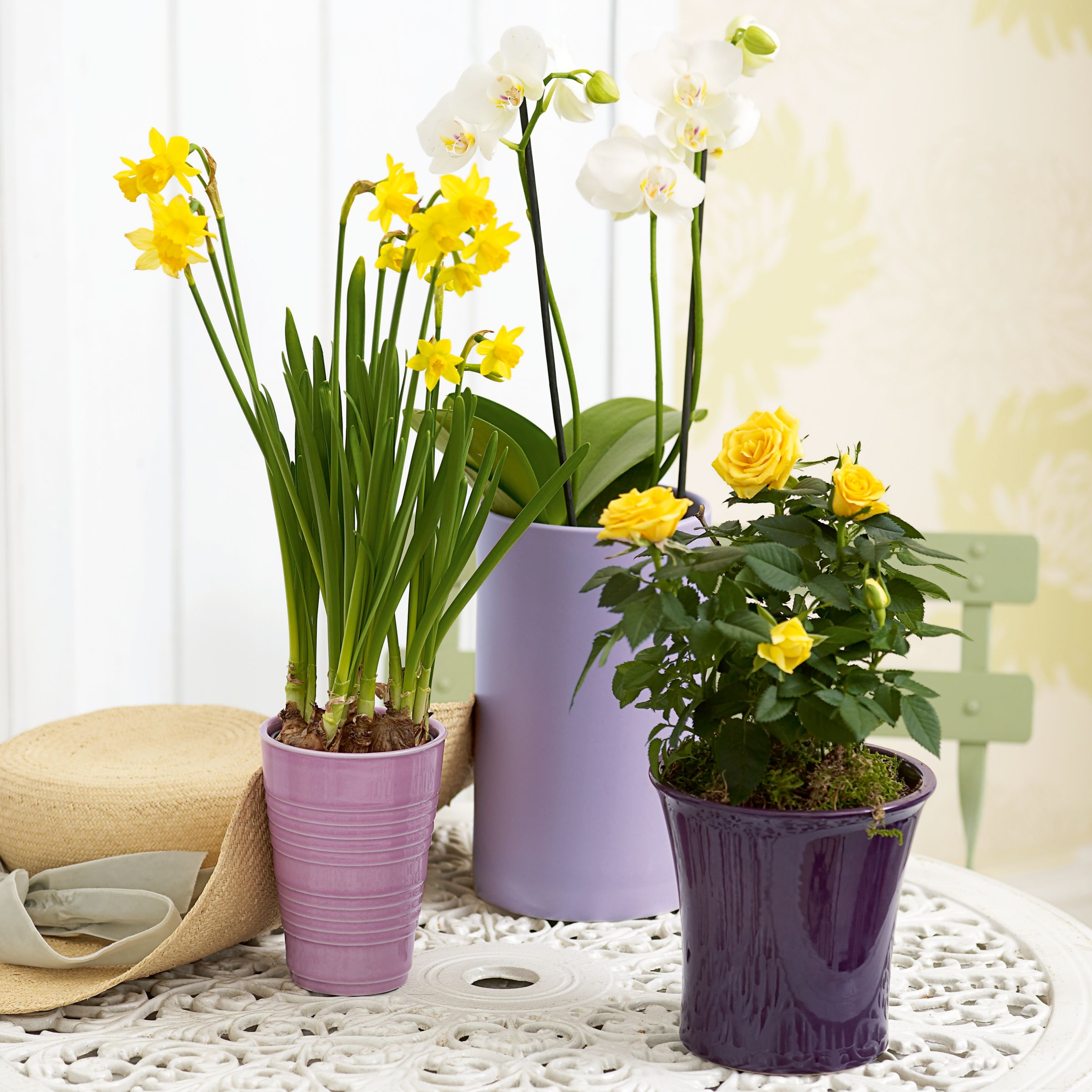 John Lewis Plants - Spring Plant Trio