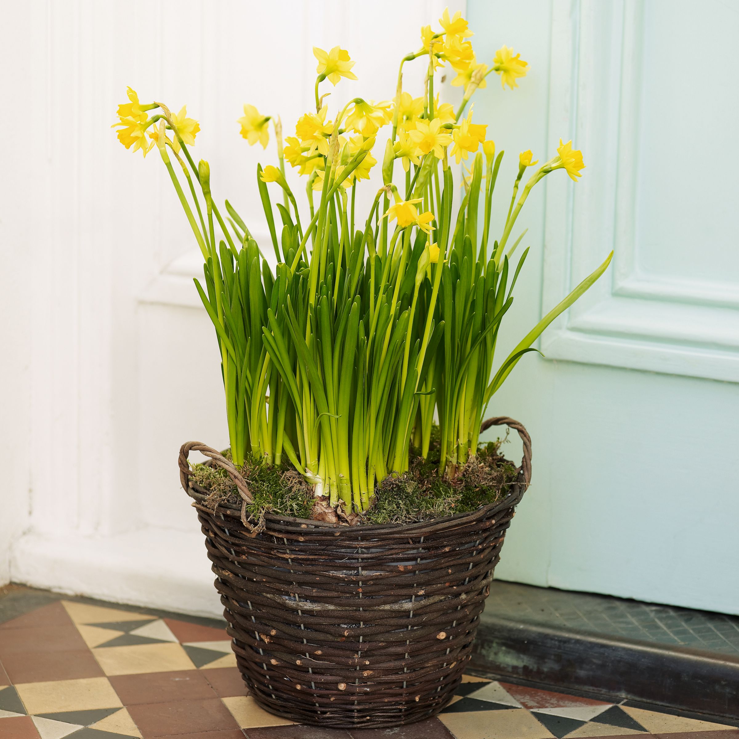 John Lewis Plants - Narcissi Basket