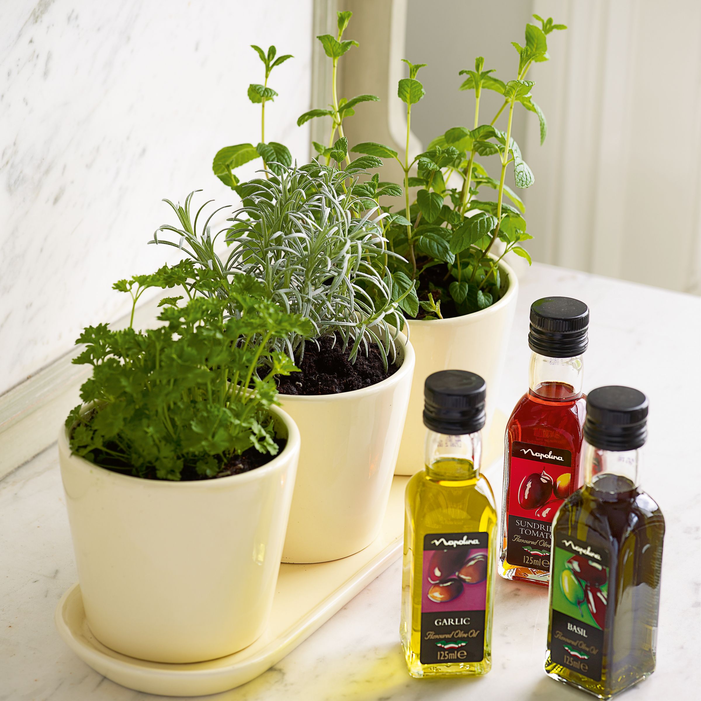 John Lewis Plants - Indoor Herb Trio with Oils