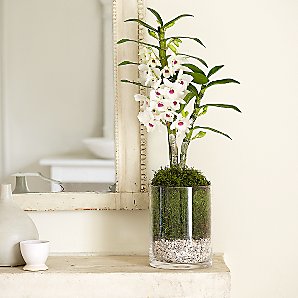 John Lewis Plants - Orchid in Cylinder Glass Bowl