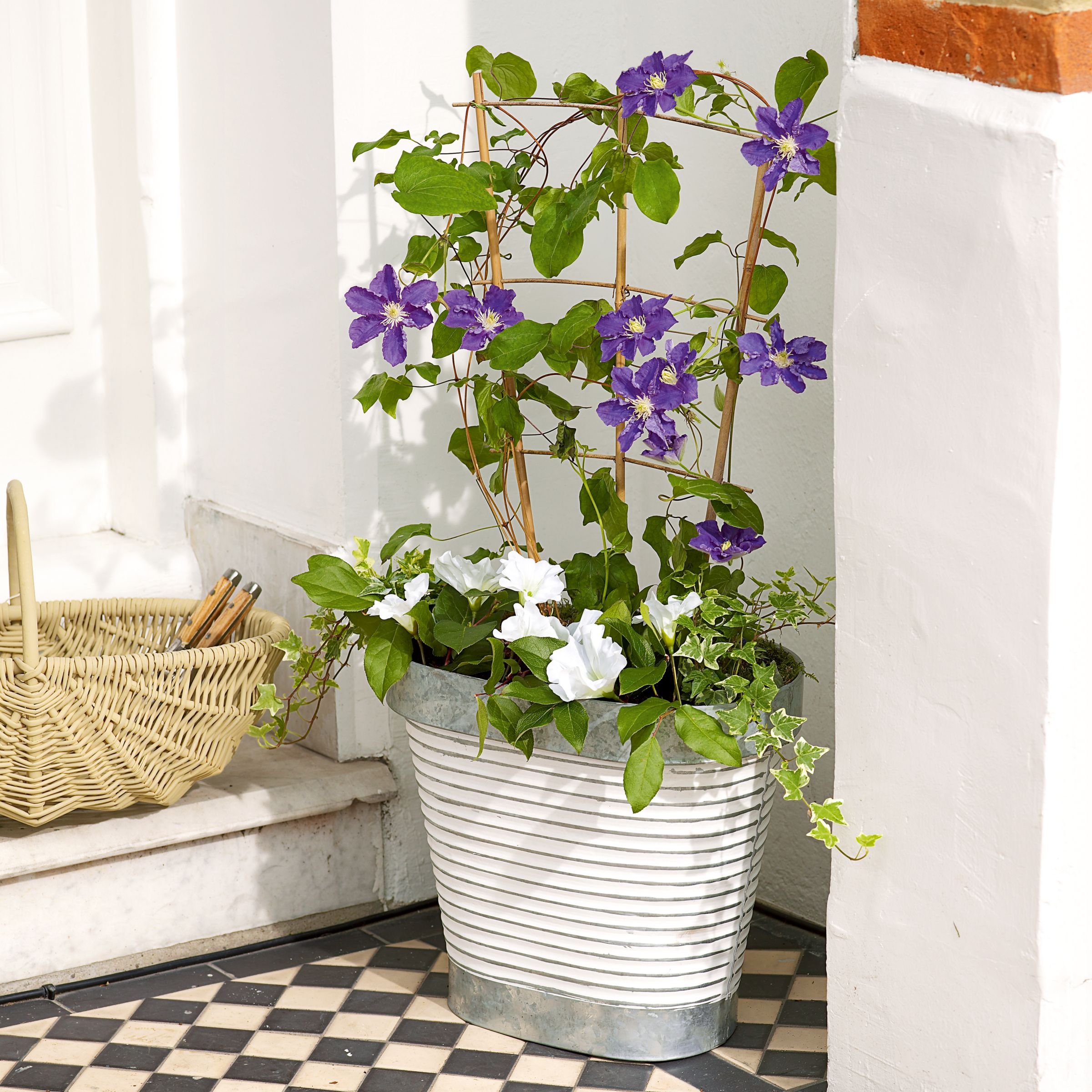 John Lewis Plants - Outdoor Clematis Planter