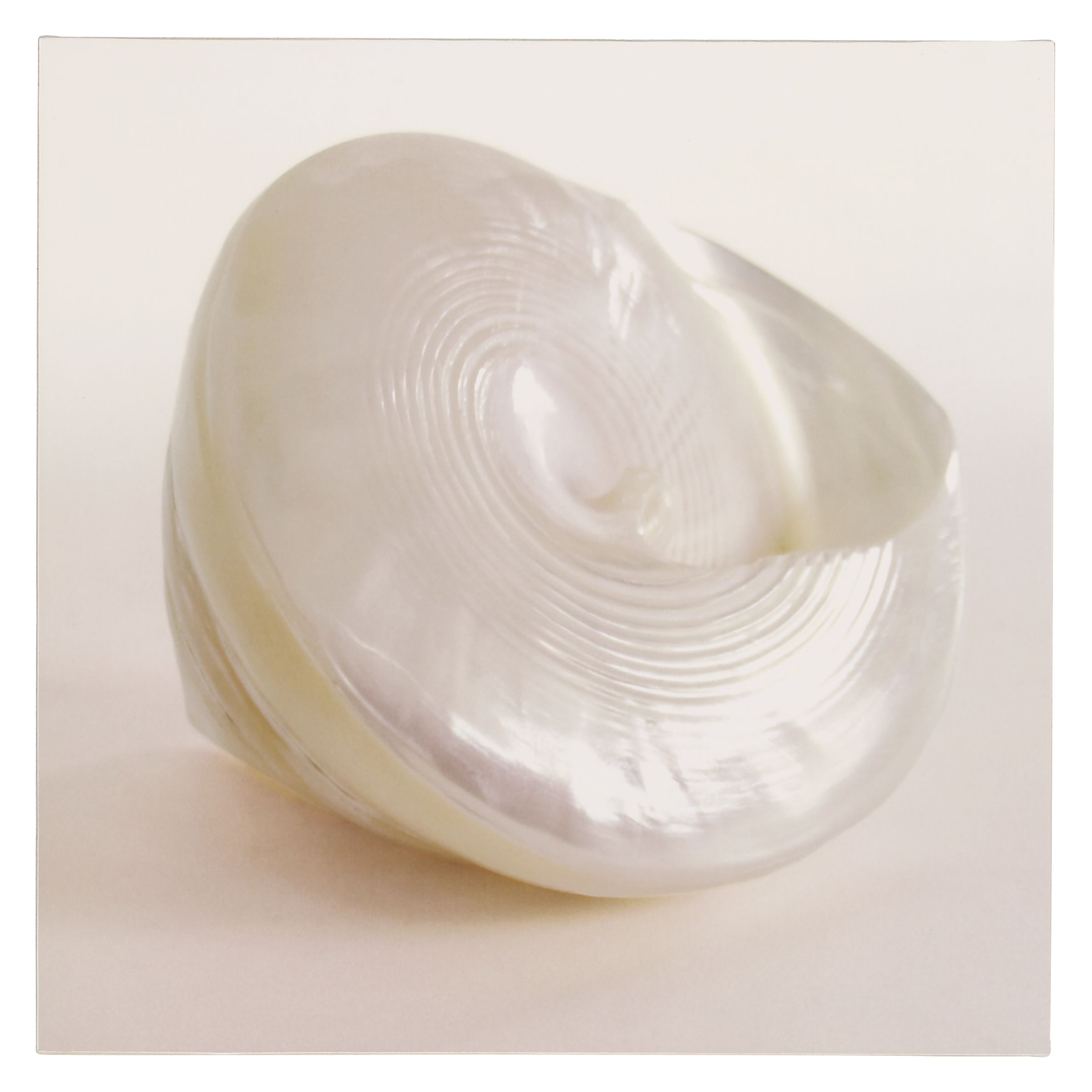Shell 2 Print 43x43cm