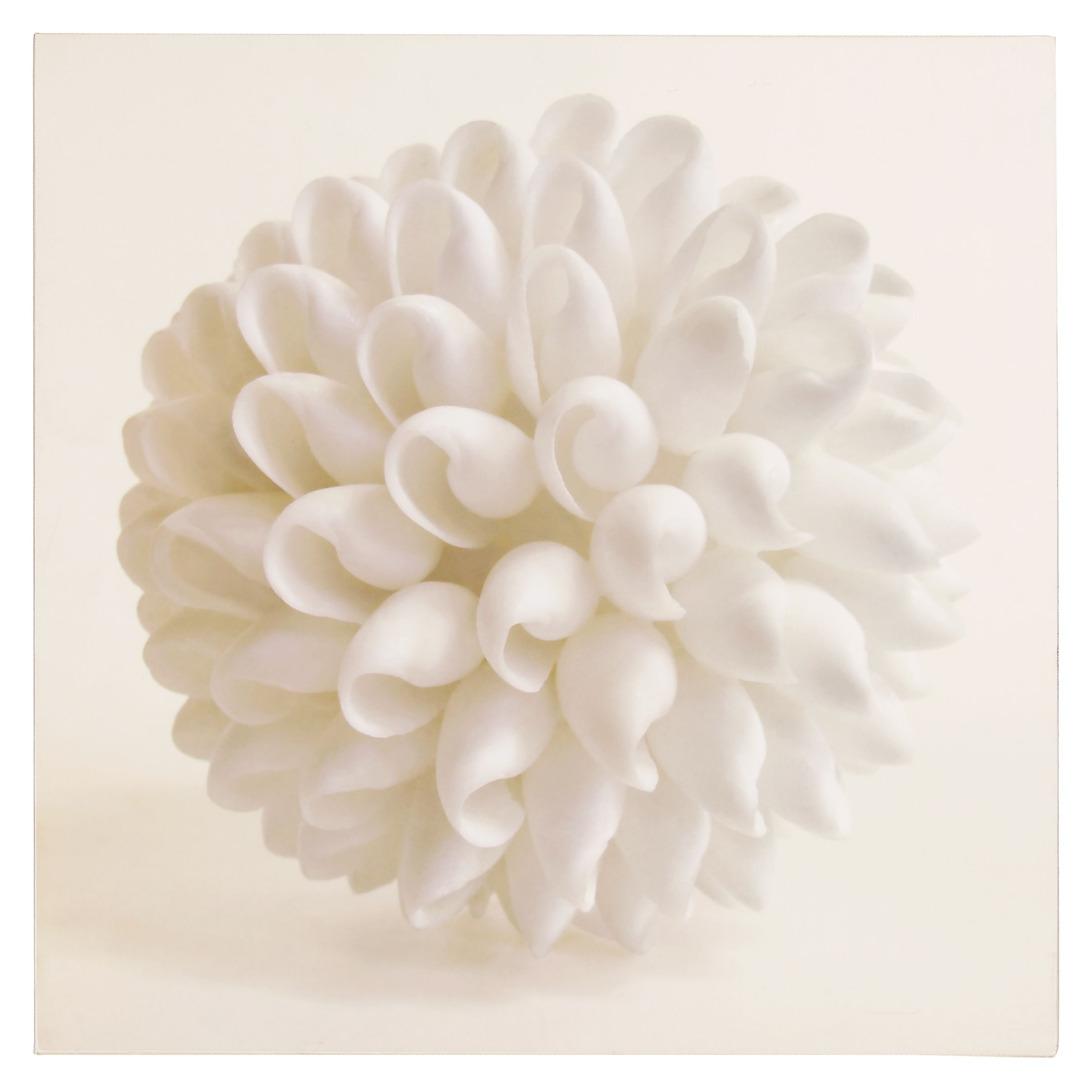 Shell 3 Print 43x43cm