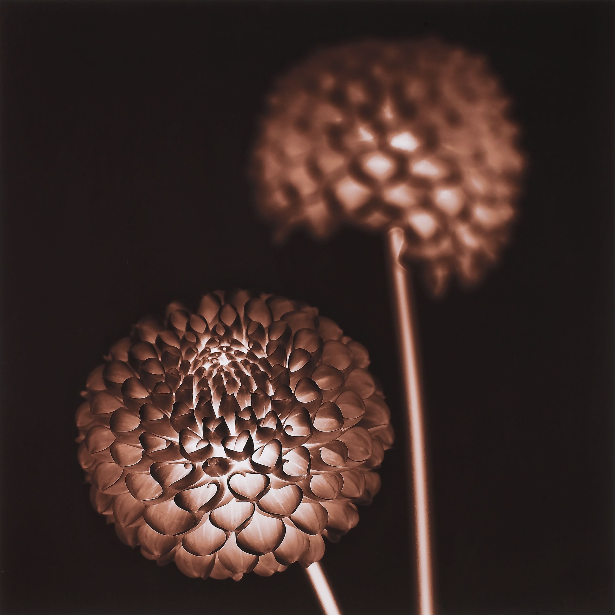 Bronze Floral Lantern II Print, 81x81cm