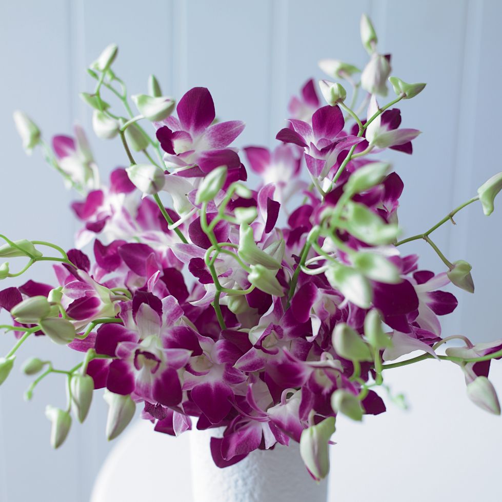 Dendrobium Orchids by Post