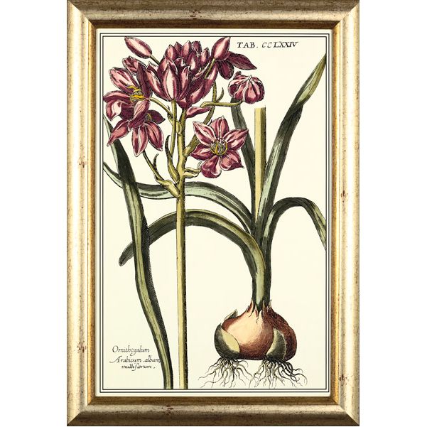 Still Life Pictures