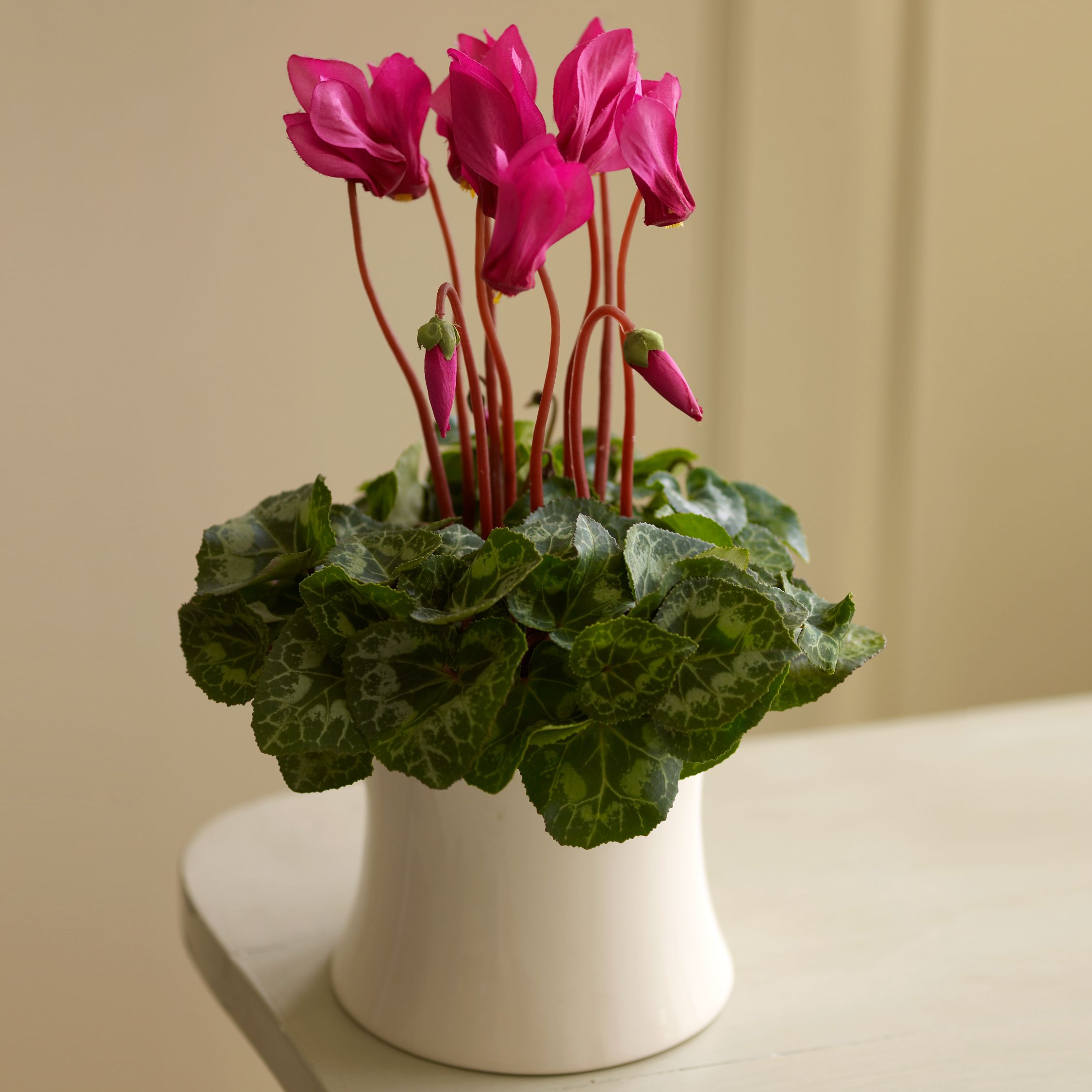 Cyclamen in Ceramic Vase