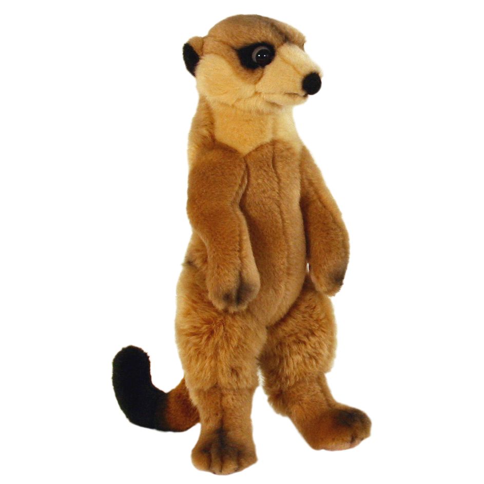 Meerkat