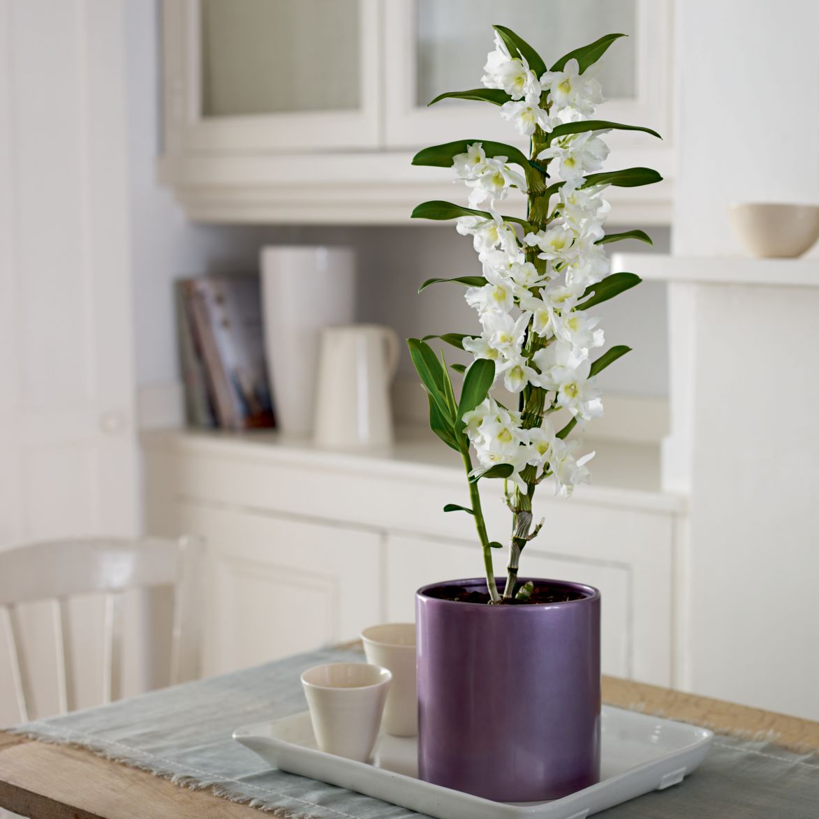 Plants