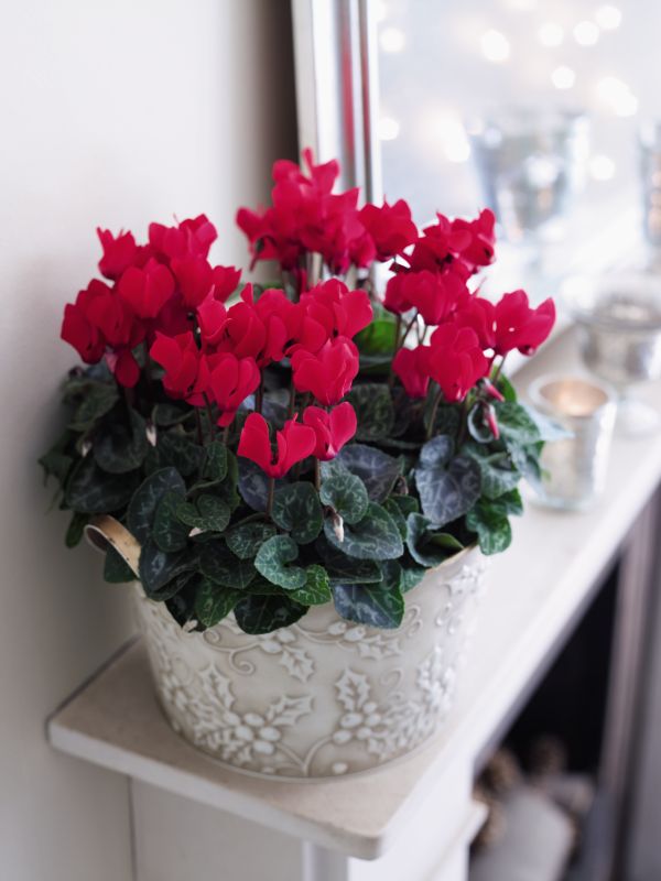 Flowers for Mother's Day from John Lewis