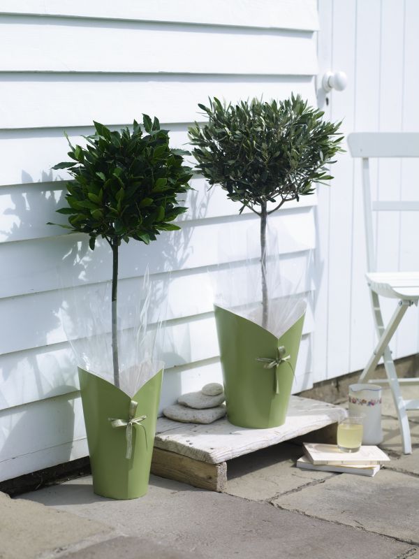 Plants