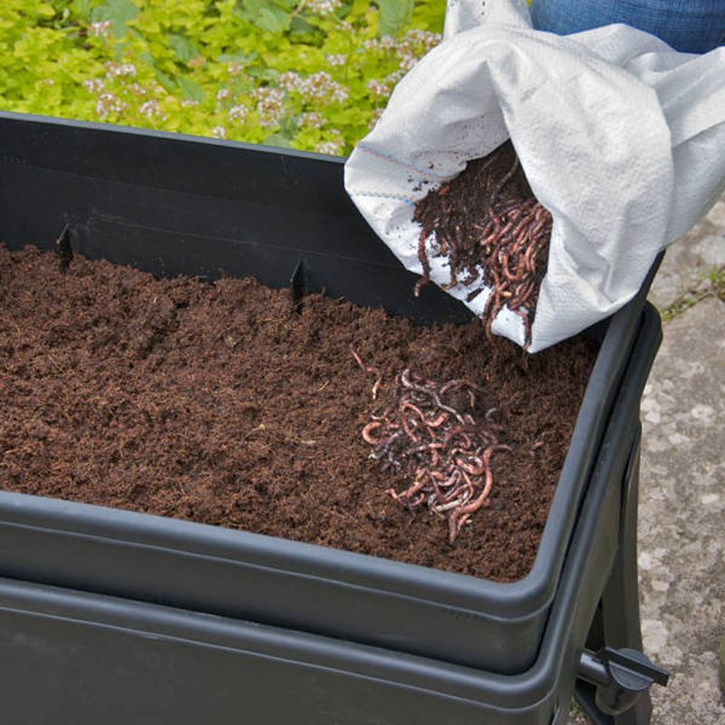 Wiggly Wigglers Worm Café with Value Pack