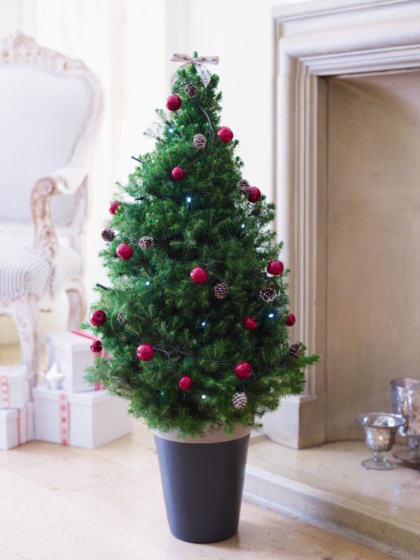 Christmas Trees
