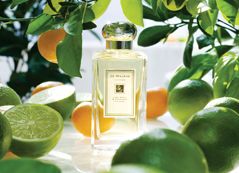Fragrances